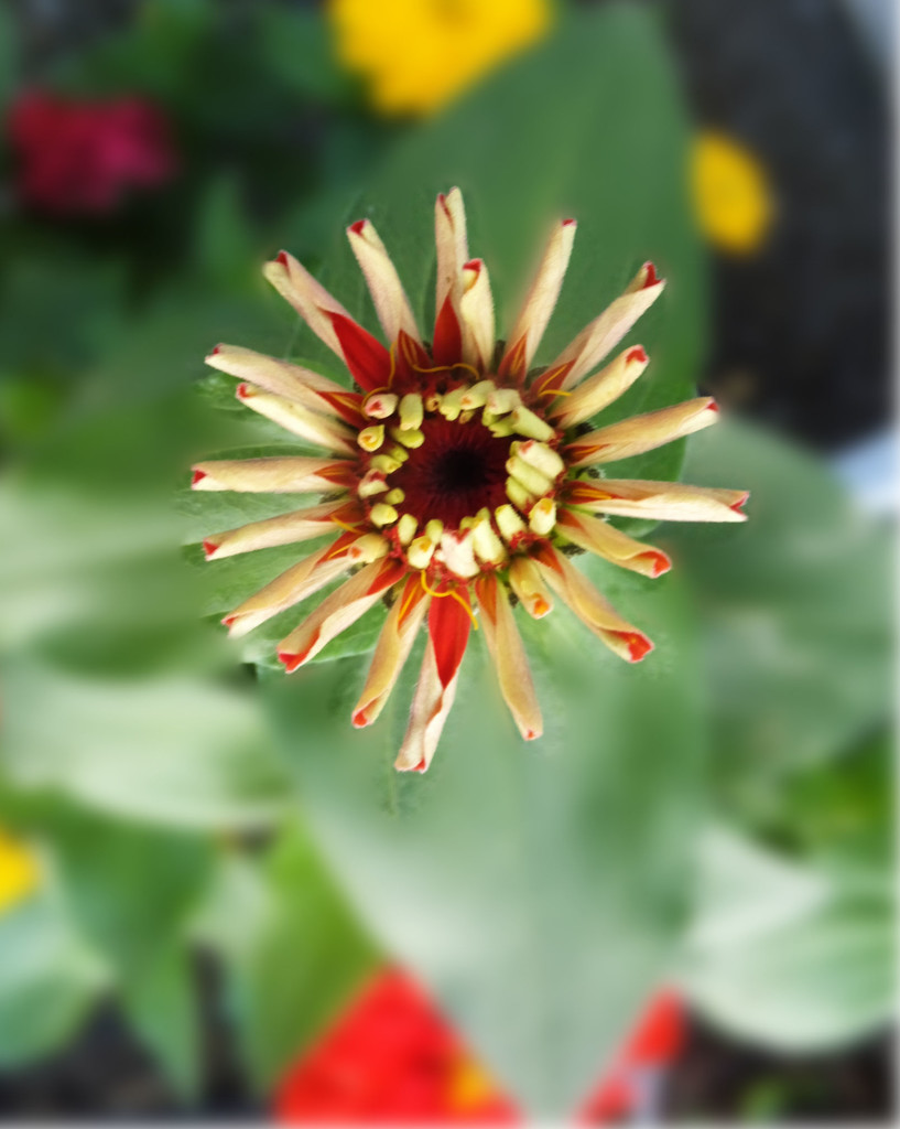 Flower Pop by linnypinny