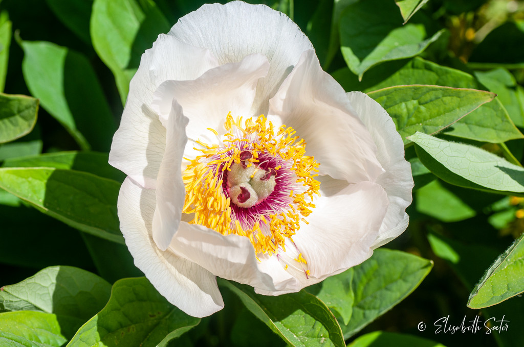 PAEONIA by elisasaeter