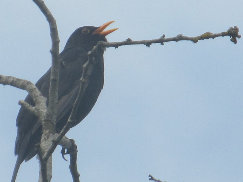 Tuneful blackbird by speedwell