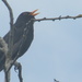 Tuneful blackbird by speedwell