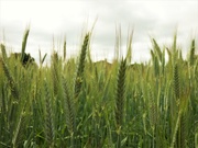 2nd Jun 2021 - Barley