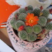 Barry The Cactus by speedwell
