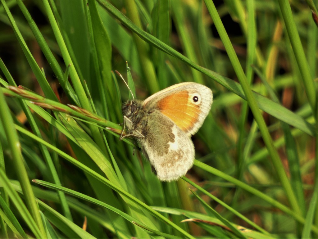 Small Heath Butterfly by julienne1