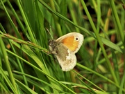 3rd Jun 2021 - Small Heath Butterfly