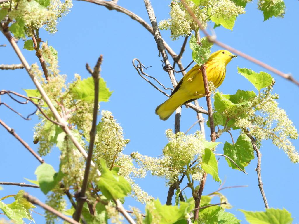 Yellow warbler by amyk