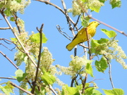 4th Jun 2021 - Yellow warbler