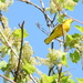 Yellow warbler by amyk