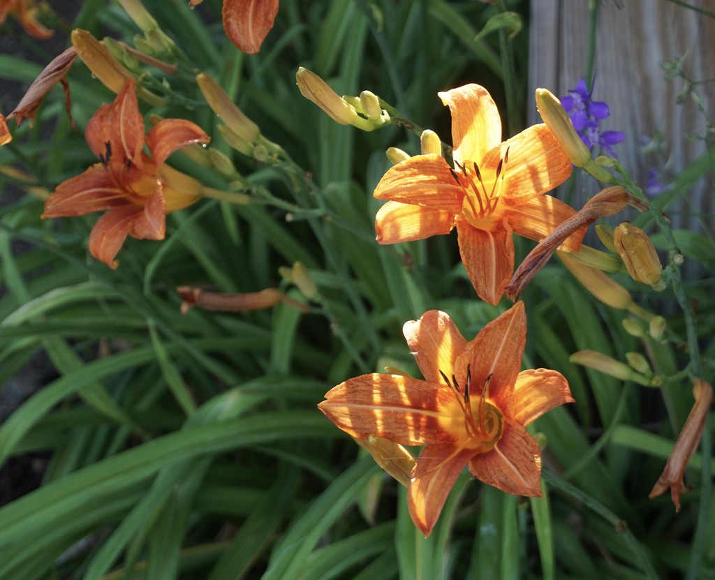 Day Lilies at the End of the Day by allie912
