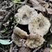 Mushrooms  by sugarmuser