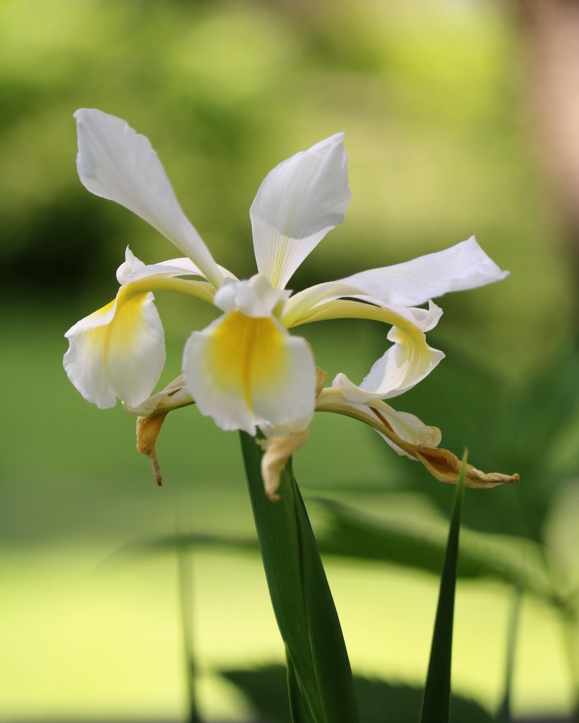 June 4: Iris by daisymiller