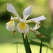 June 4: Iris by daisymiller