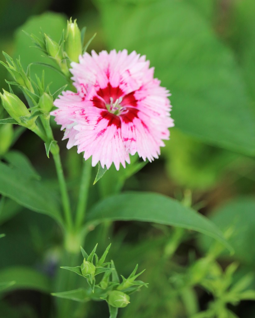 May 3: Dianthus by daisymiller