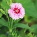 May 3: Dianthus by daisymiller