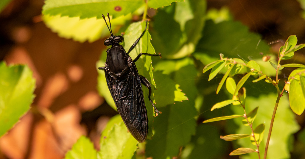 Black Flying Bug! by rickster549