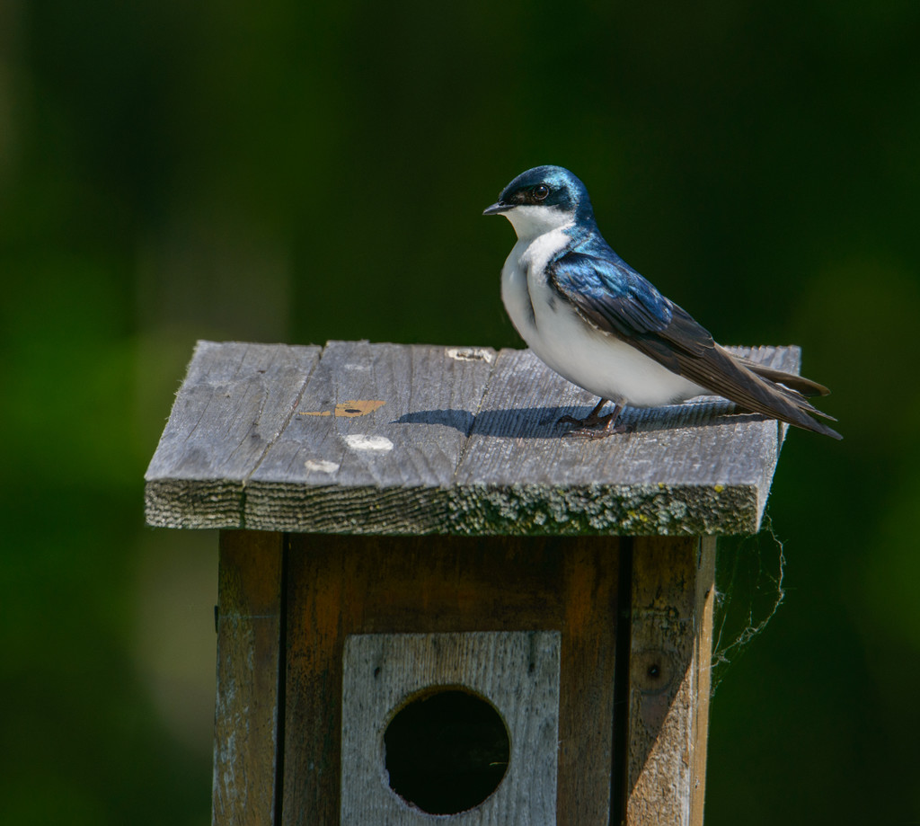 Tree Swallow by sprphotos