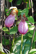 3rd Jun 2021 - Pink Lady-slippers (native orchids)