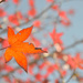 Autumn leaves by jeneurell