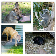 5th Jun 2021 - Australian Animals