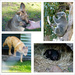 Australian Animals by onewing