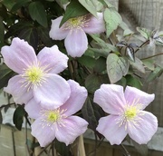27th May 2021 - Clematis flowers....