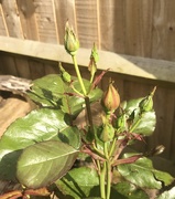 3rd Jun 2021 - Rose buds.....