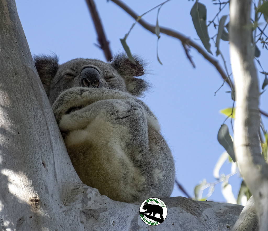 always look up in the bush by koalagardens