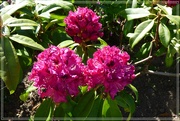 5th Jun 2021 - Rhododendron 3