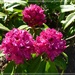 Rhododendron 3 by beryl