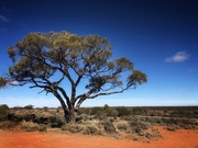 5th Jun 2021 - Outback tree