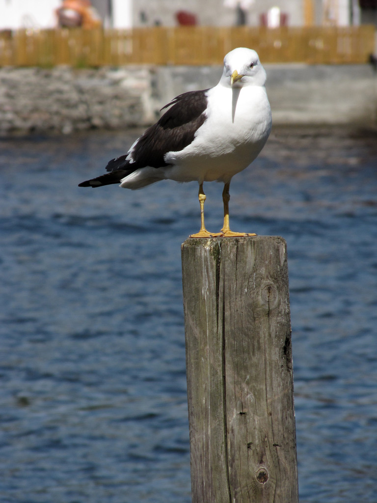 Seagull by okvalle