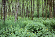 5th Jun 2021 - Woodland or forest