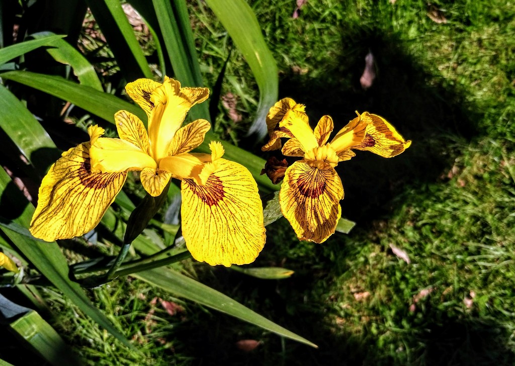 Yellow irises by boxplayer