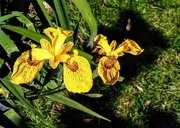 31st May 2021 - Yellow irises