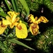 Yellow irises by boxplayer