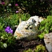 Dug out an old sink rockery......... by 365anne