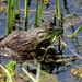 Big ole Frog by brillomick