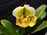 3rd Mar 2021 - Orchid Show