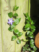 7th Apr 2021 - Periwinkle