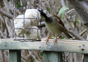 12th Apr 2021 - Sparrow's Lunch