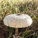 Mushroom  by salza