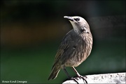 5th Jun 2021 - Young starling