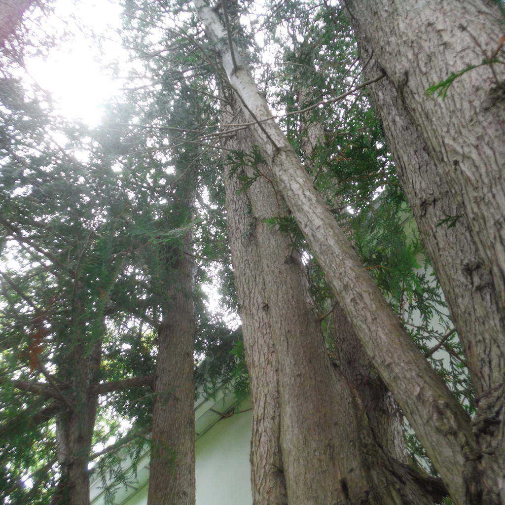 Look Up! It's a Cedar! by spanishliz