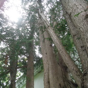 5th Jun 2021 - Look Up! It's a Cedar!