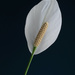 Spathiphyllum by monicac