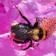 5th Jun 2021 - Bumblebee