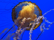3rd Jun 2021 - Jellyfish
