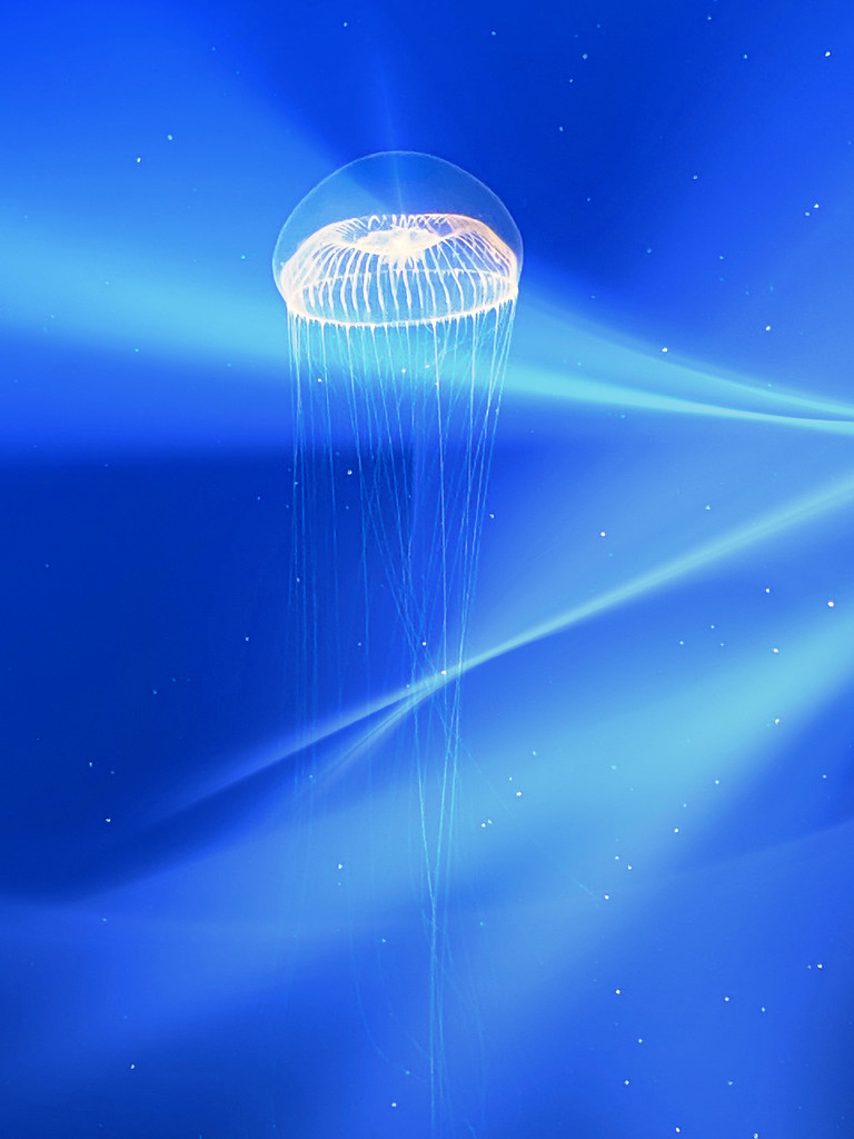 Jellyfish by joysfocus
