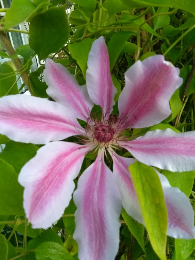 Clematis by countrylassie
