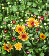 5th Jun 2021 - Chrysanthemum