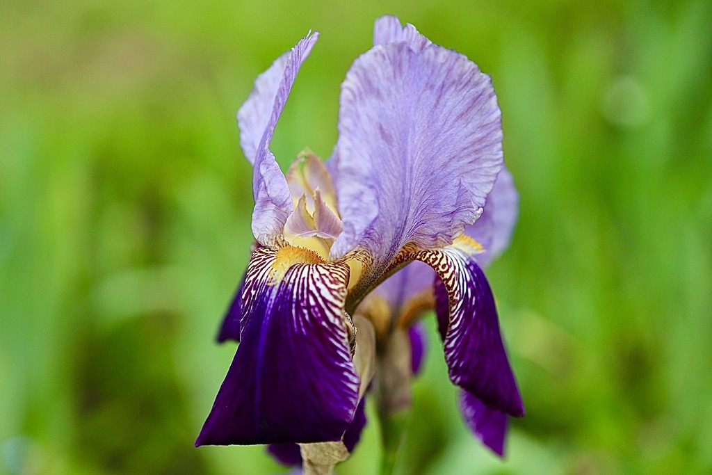 Bearded Iris by carole_sandford